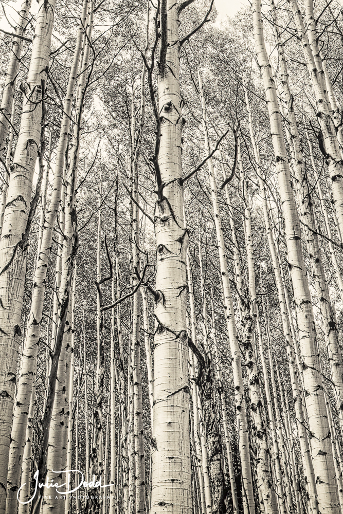 Aspen Trees
