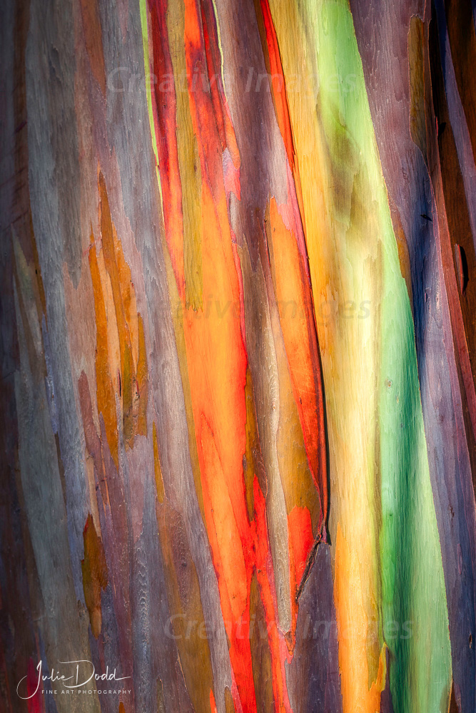 Tree of Many Colors - Rainbow Eucalyptus
