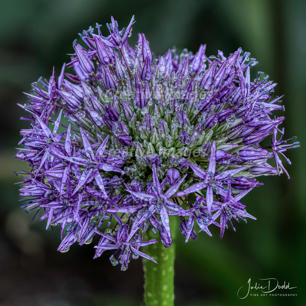 Exquisite Ornamental Onion Bulb Blooms
