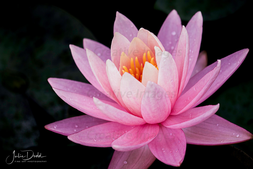 Gorgeous Pink Water Lily