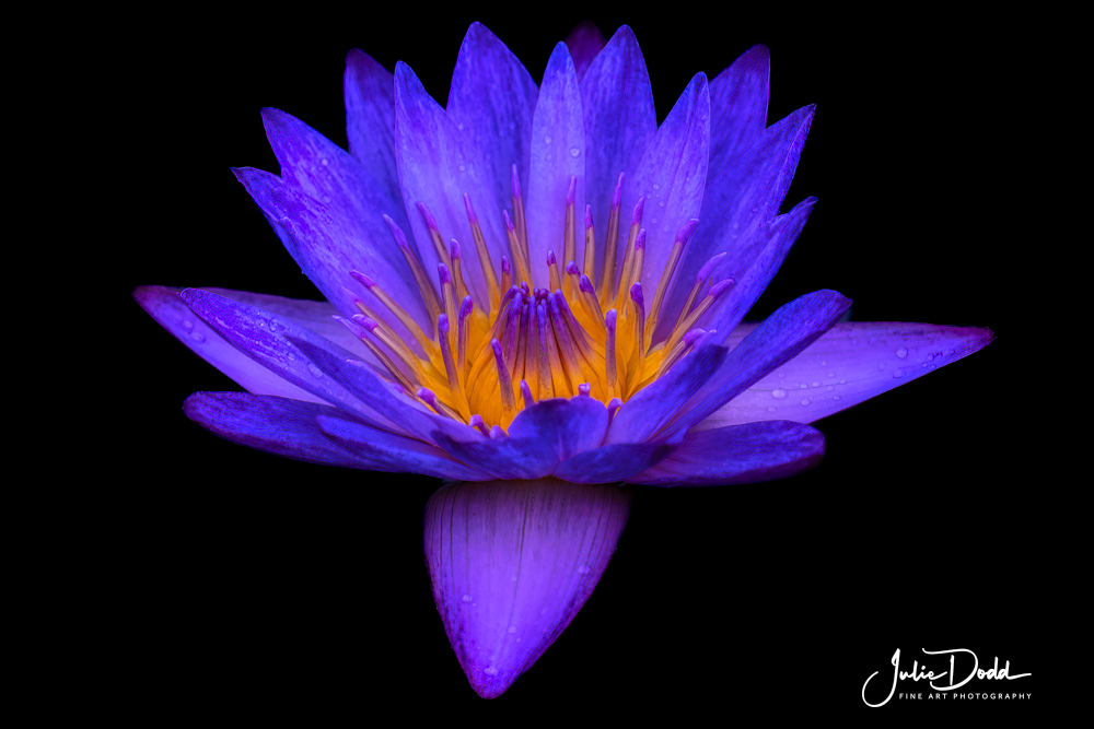 Purple Water Lily
