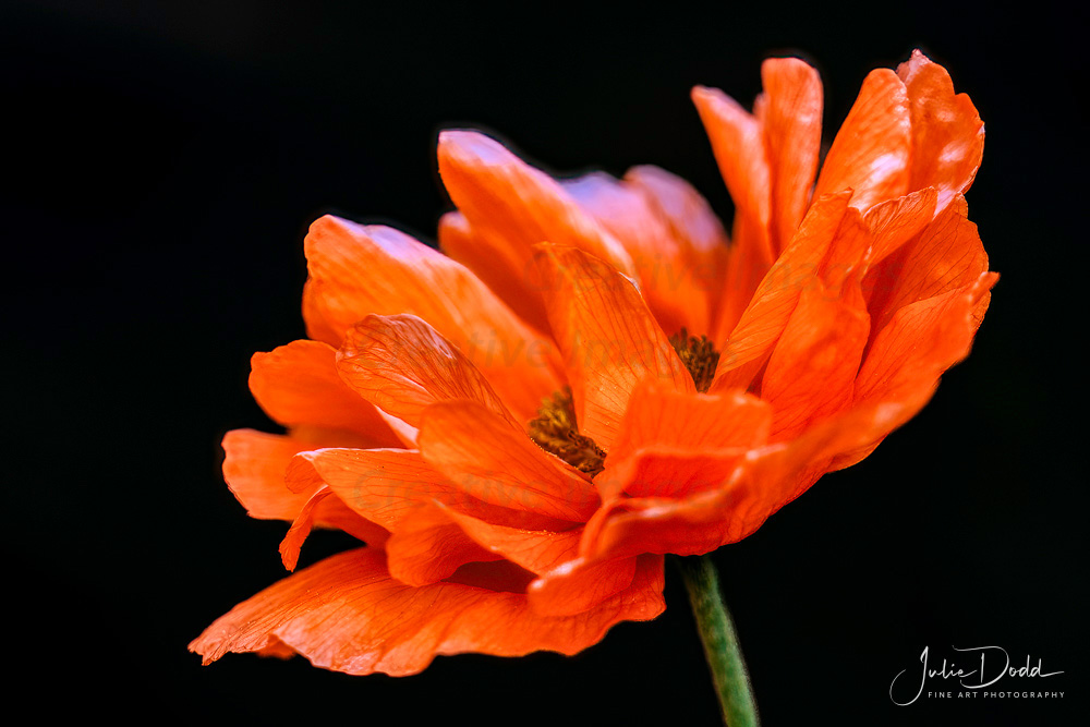 Resplendent Spanish Poppy
