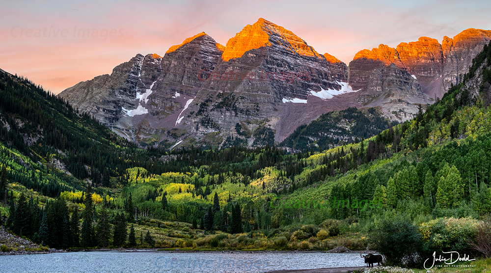 Maroon Bells with Moose, Colorado
