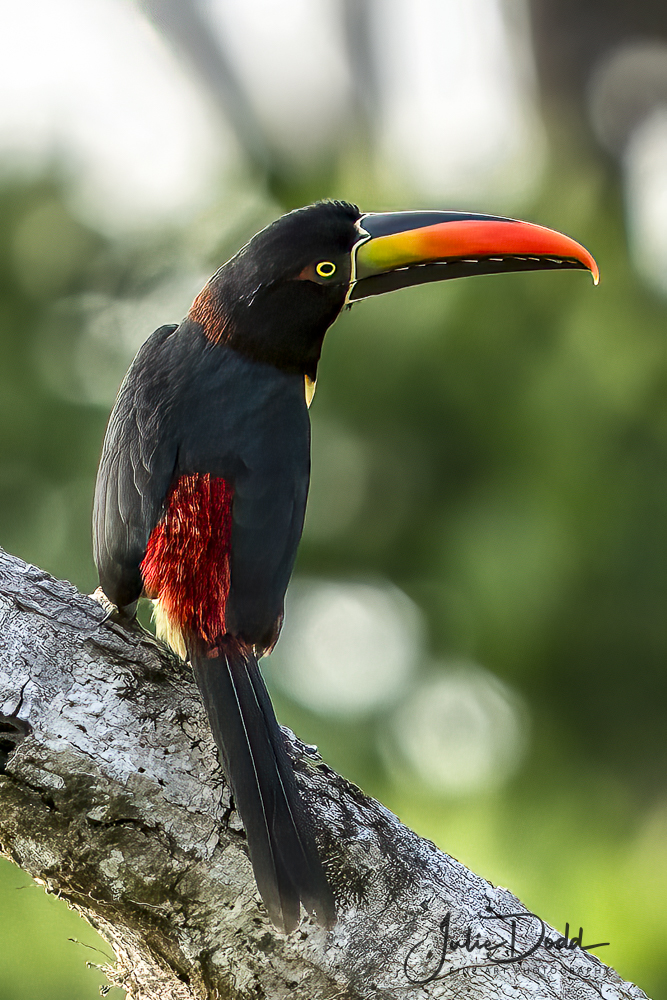 Aricaria Toucan
