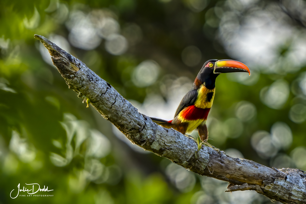 Aricaria Toucan
