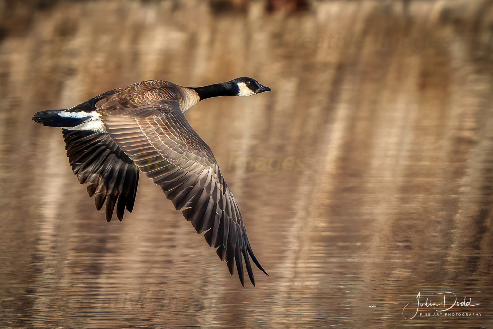 Cackling Goose in Flight