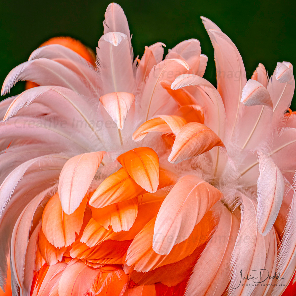 Spectacular Flamingo Plumage
