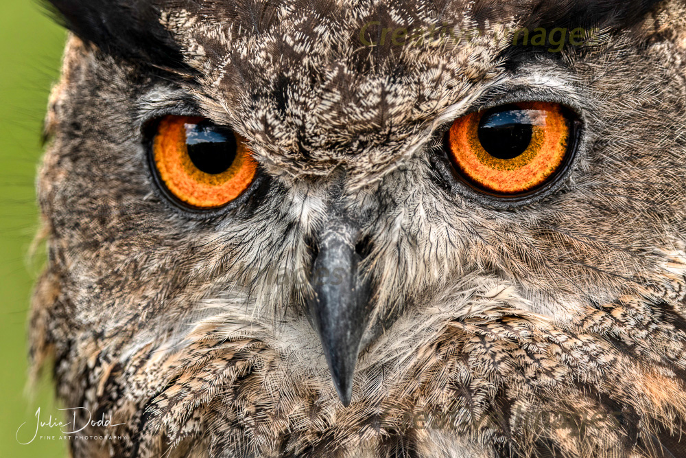 Great Horned Owl