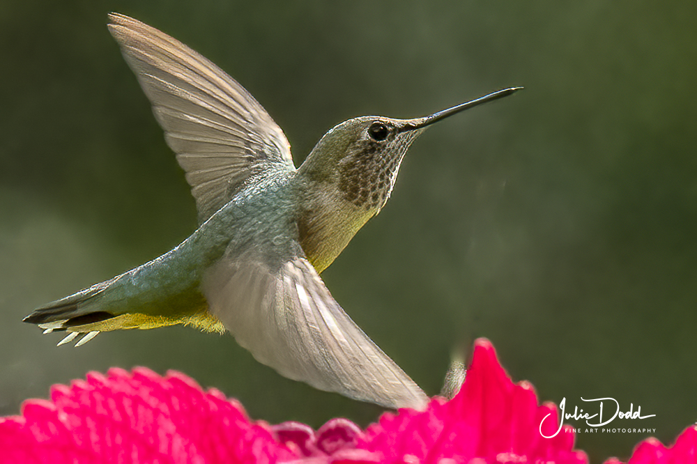 Hummingbird
