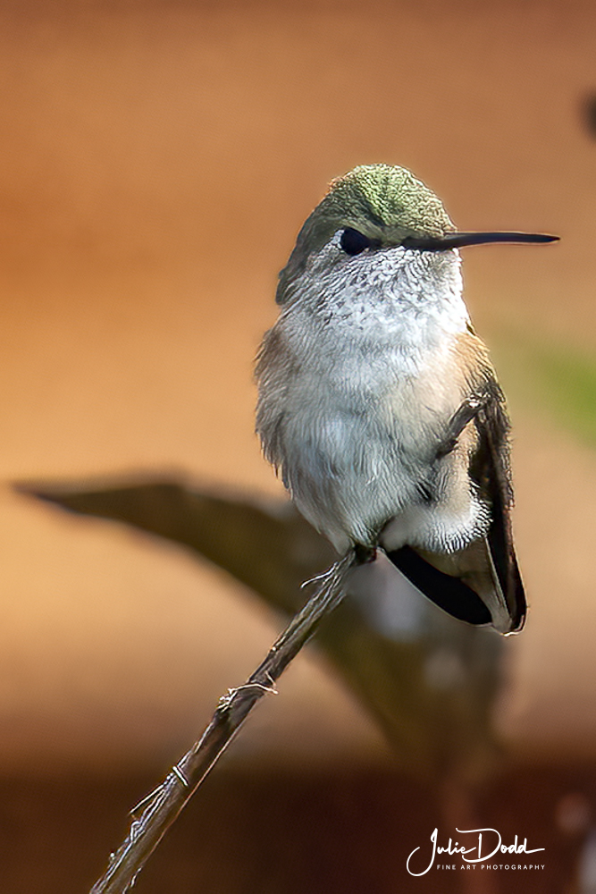 Juvenile Broadtail Hummingbird
