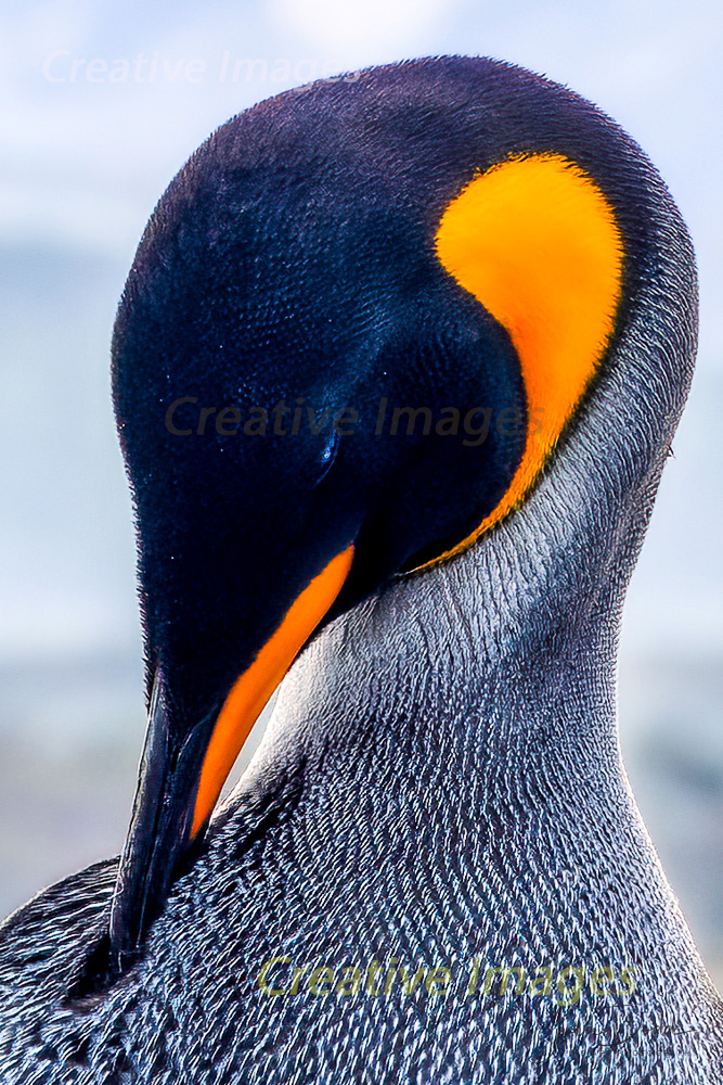 Majestic King Penguin
