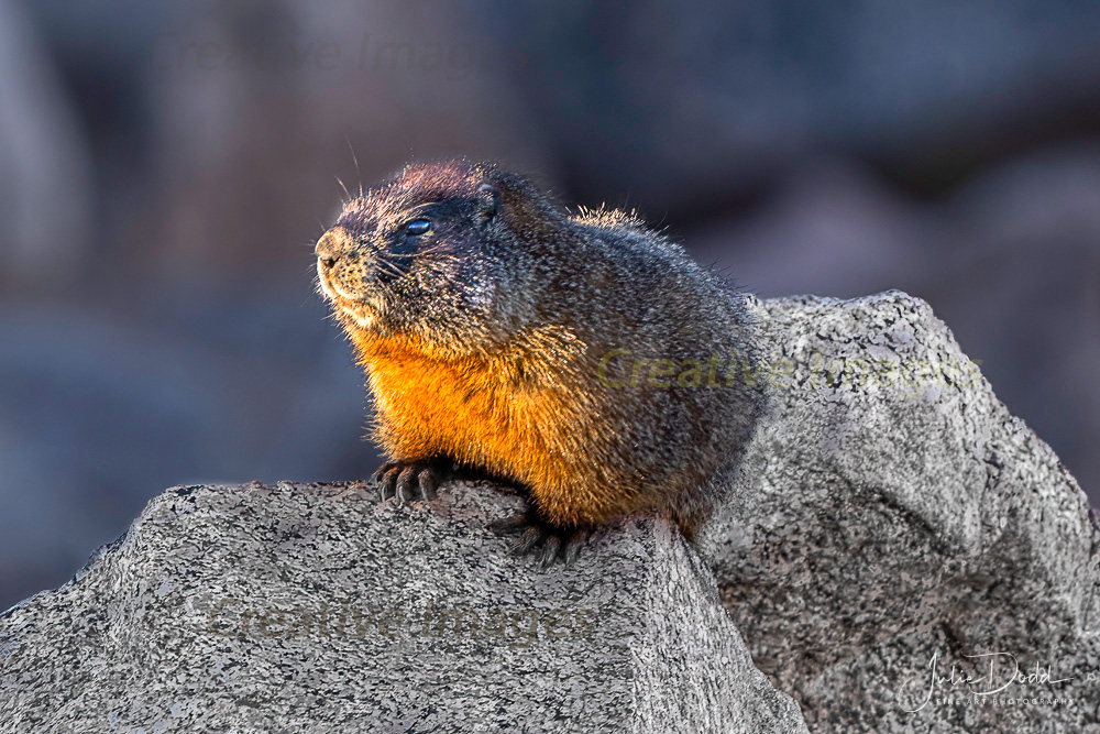 Yellow Bellied Marmot
