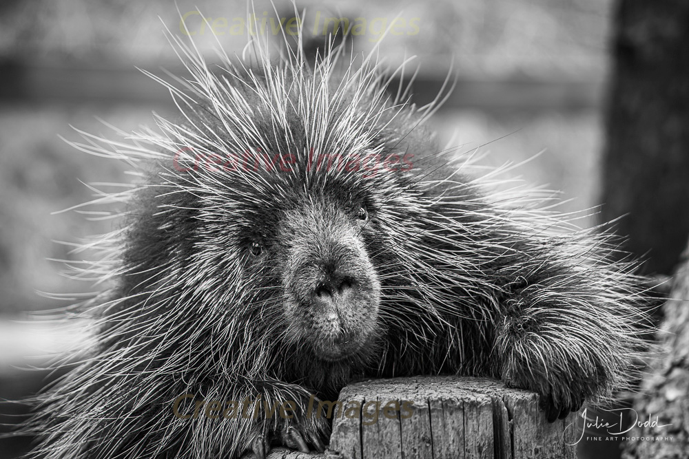 North American Porcupine