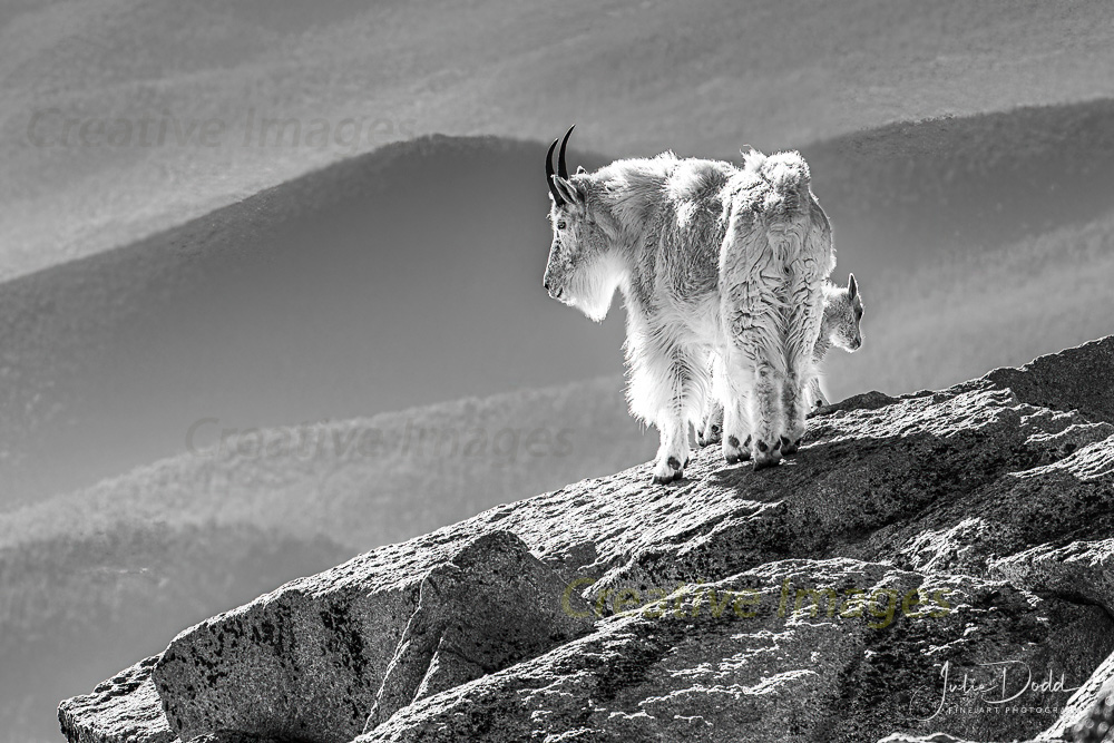 Wildlife - Rocky Mountain Goat - Colorado