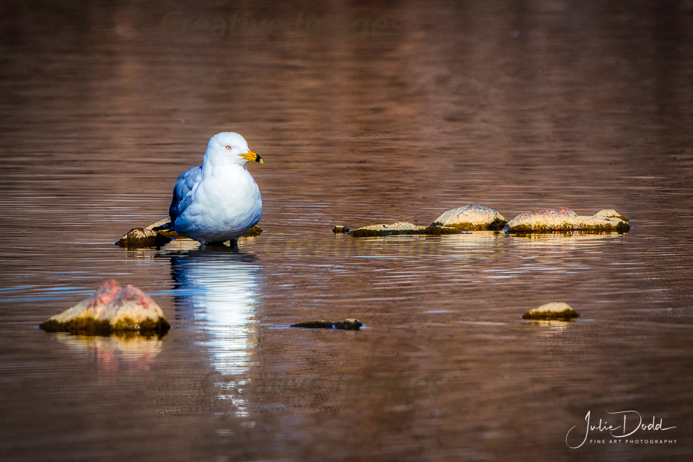 Seagull Serenity
