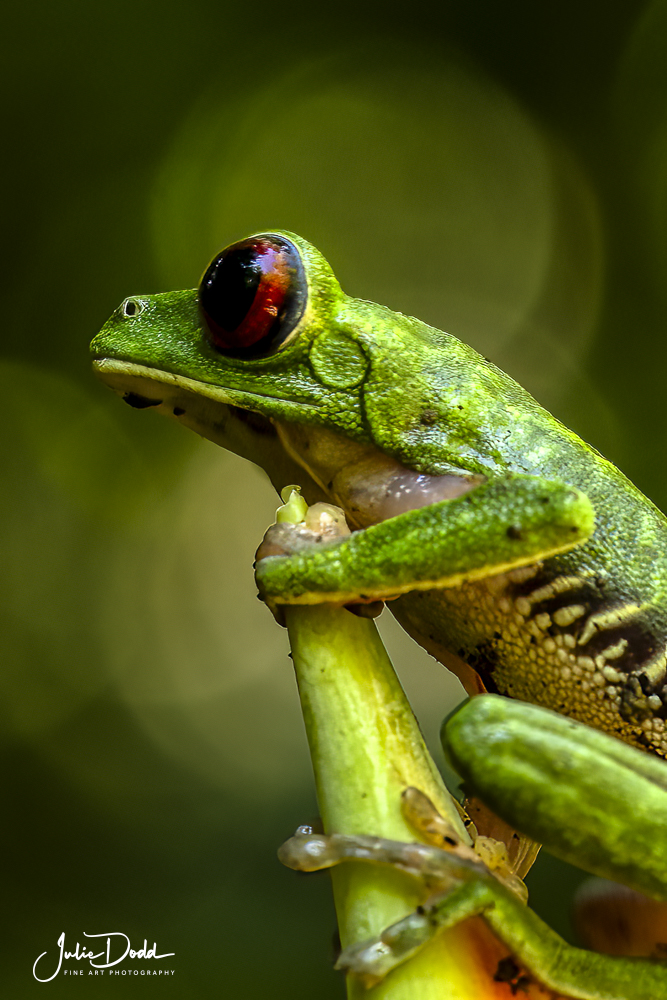 Red Eyed Tree Frog
