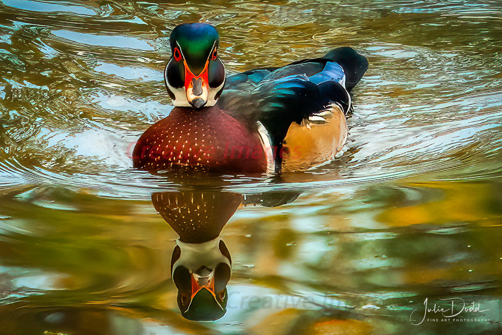 Wood Duck
